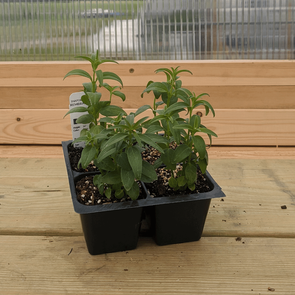 Rembrandt Snapdragon flower seedling from Hudson Valley Seed Co. showing vibrant green foliage and healthy young plant growth.