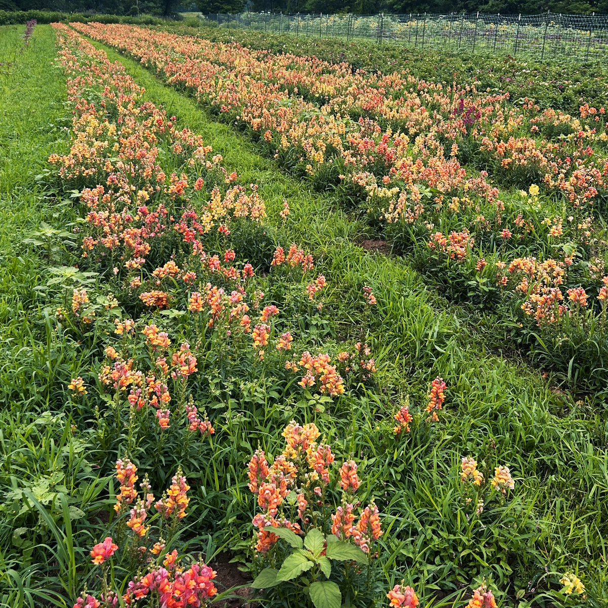 Close-up of vibrant Rembrandt Snapdragon flowers from Hudson Valley Seed Co., showcasing their colorful, trumpet-shaped blooms.