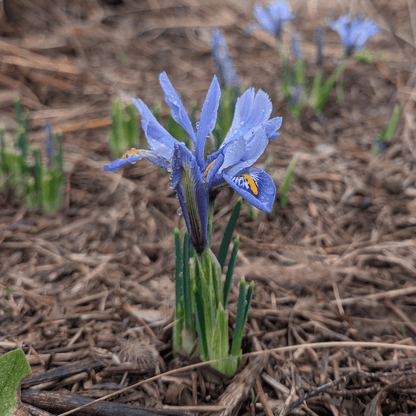 Rock Iris reticulata &