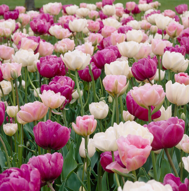 Colorful tulip flowers from Hudson Valley Seed Co.&