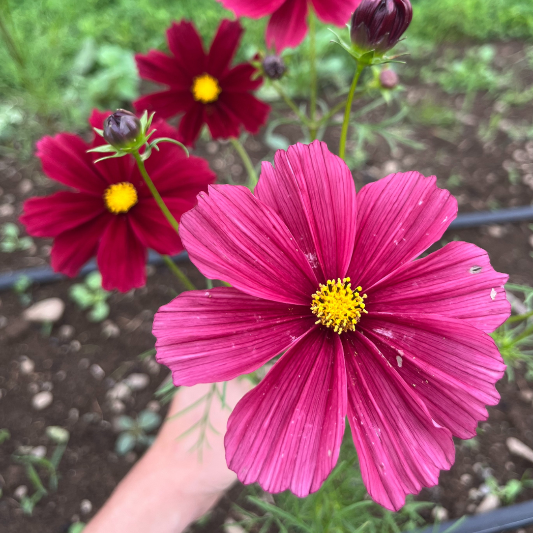 Rubenza Cosmos Seedling