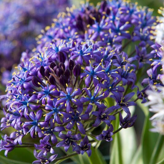 Blue Scilla Peruviana flower from Hudson Valley Seed Co. showcasing vibrant, bell-shaped Peruvian squill blooms in a natural setting.
