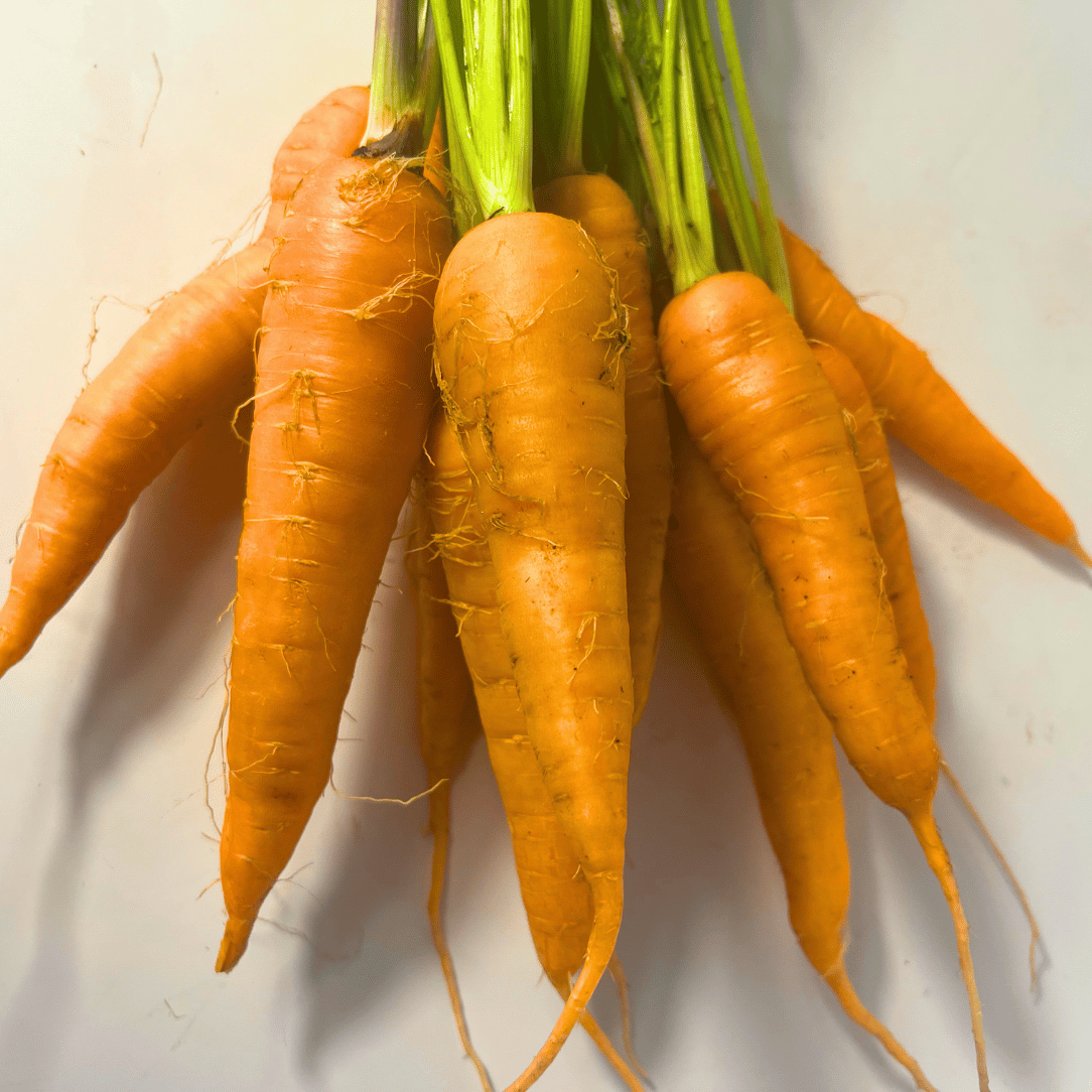 Fresh Shin Kuroda carrot from Hudson Valley Seed Co., showcasing its vibrant orange color and tapered shape, ideal for cooking or snacking.