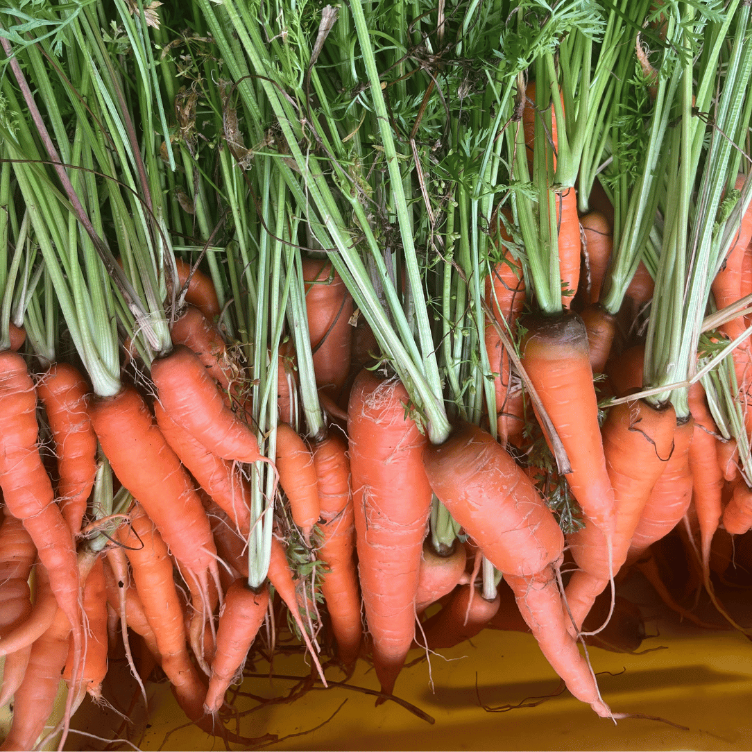 Fresh Shin Kuroda carrot from Hudson Valley Seed Co., showcasing vibrant orange color and crisp vegetable texture.