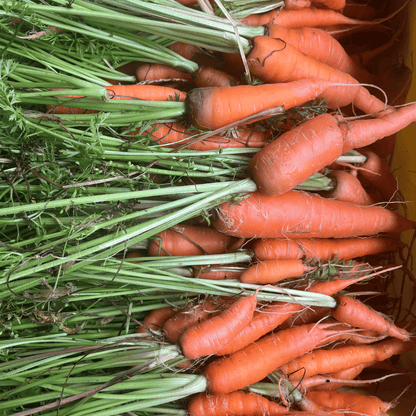 Fresh Shin Kuroda carrot from Hudson Valley Seed Co., showcasing vibrant orange roots and green leafy tops.
