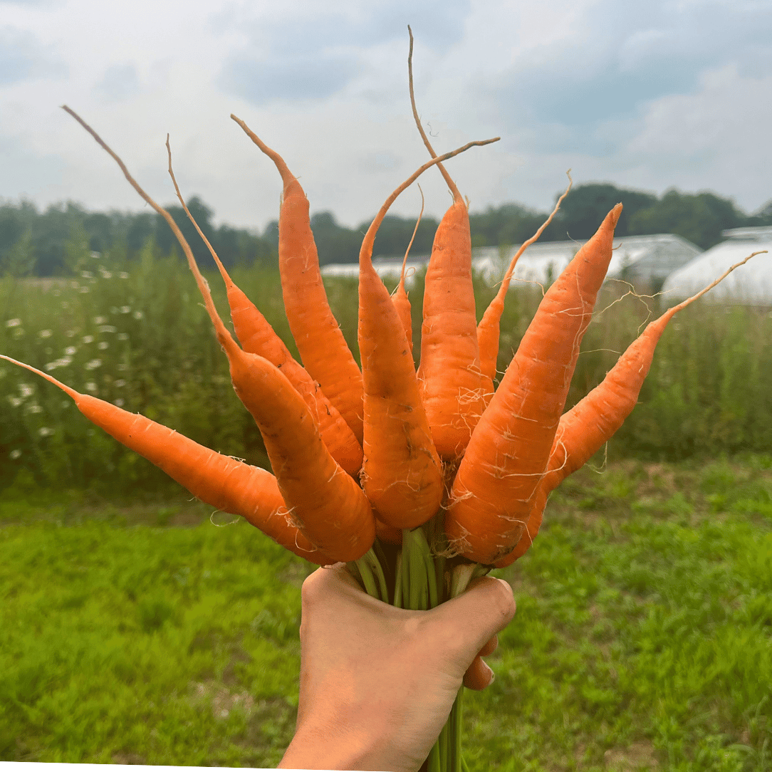 Fresh Shin Kuroda carrot vegetable from Hudson Valley Seed Co., showcasing vibrant orange color and crisp texture.
