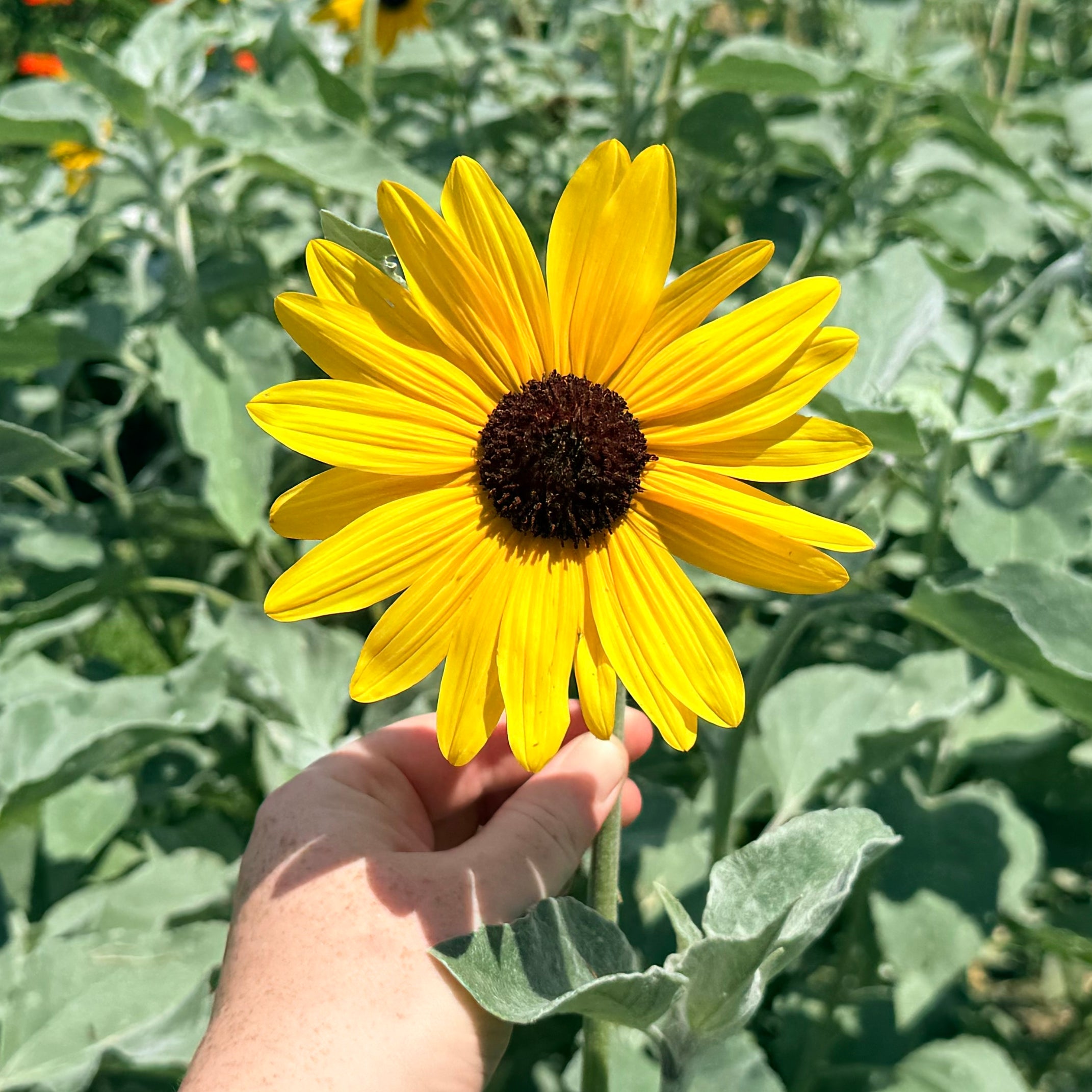 Close-up of a vibrant Silverleaf Sunflower flower from Hudson Valley Seed Co., showcasing yellow petals and green leaves.