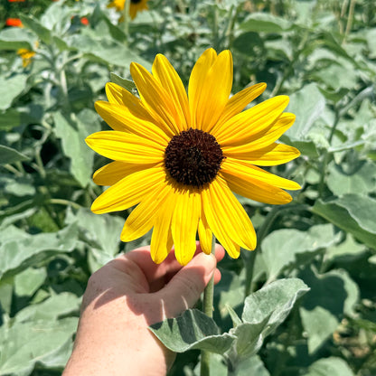 Close-up of a vibrant Silverleaf Sunflower flower from Hudson Valley Seed Co., showcasing yellow petals and green leaves.