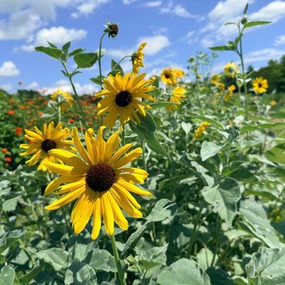 Close-up of a Silverleaf Sunflower flower from Hudson Valley Seed Co., showcasing vibrant yellow petals and intricate center details.