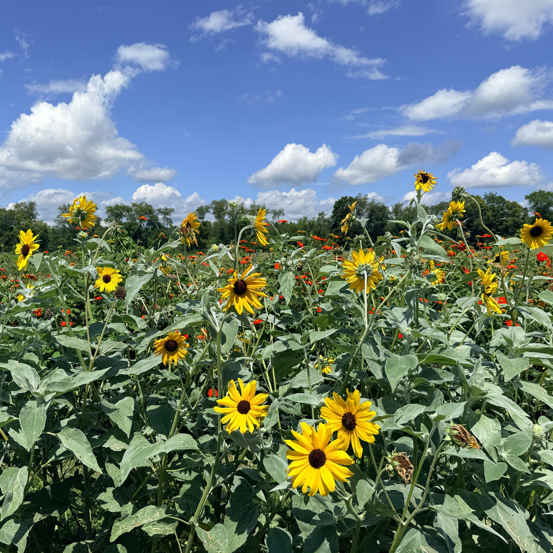 Bright Silverleaf Sunflower flower from Hudson Valley Seed Co. with large yellow petals and a dark center.