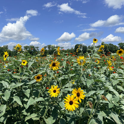 Bright Silverleaf Sunflower flower from Hudson Valley Seed Co. with large yellow petals and a dark center.