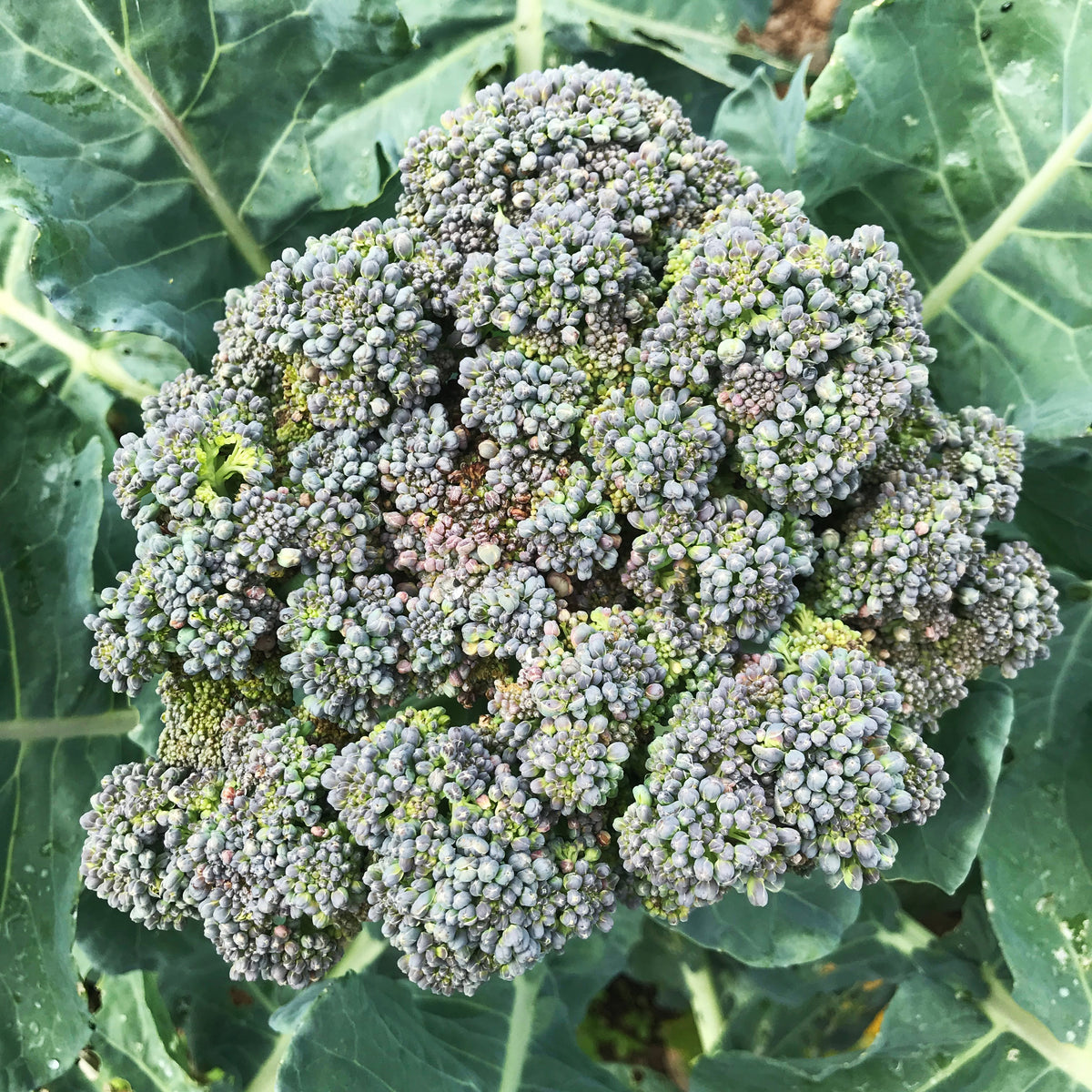 Fresh Solstice Broccoli vegetable from Hudson Valley Seed Co. with vibrant green florets and sturdy stalks.