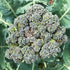 Fresh Solstice Broccoli vegetable from Hudson Valley Seed Co. with vibrant green florets and sturdy stalks.