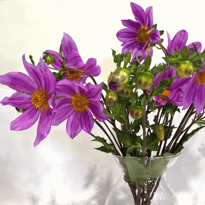 Bright Sorensenii Dahlia flower tuber from Hudson Valley Seed Co. with vibrant petals and lush green foliage.