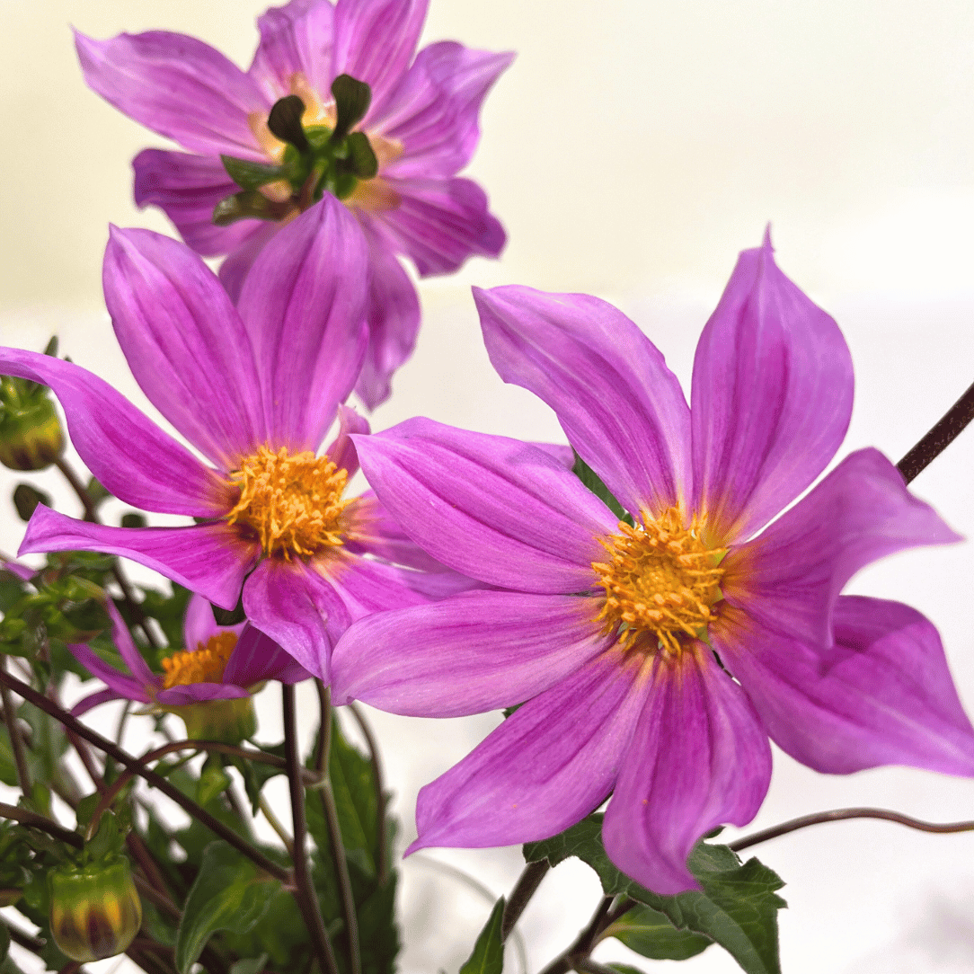 Sorensenii Dahlia flower tuber from Hudson Valley Seed Co. shown with vibrant, healthy blooms and lush green foliage.