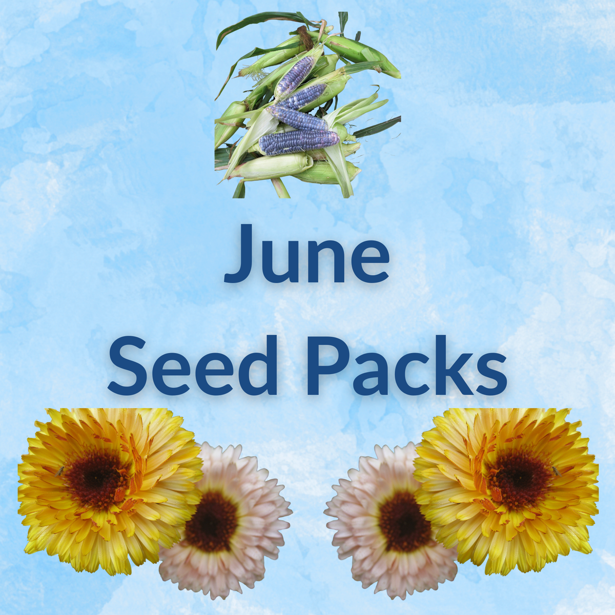 Hudson Valley Seed Company Sow by Month Bundle for June with various seed packets and planting instructions.
