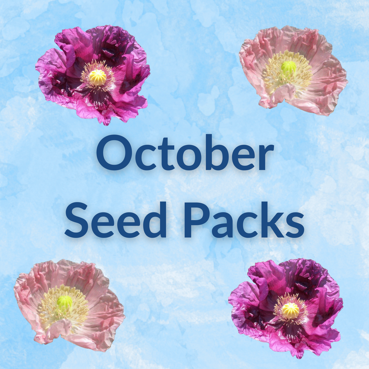 Hudson Valley Seed Company Sow by Month Bundle for October, featuring seed packets for planting this month.