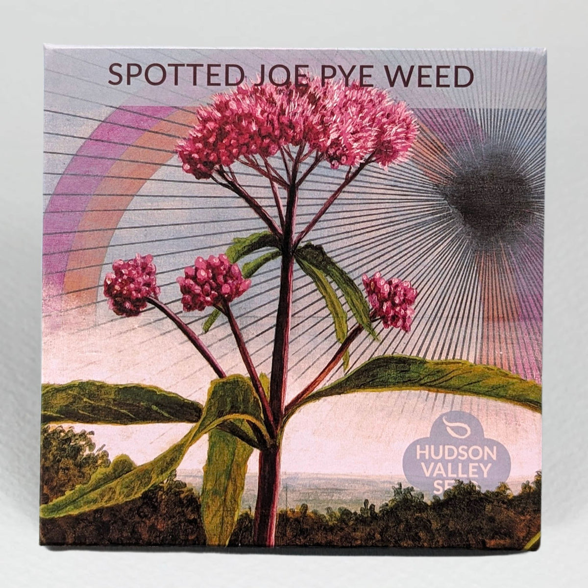 Spotted Joe Pye Weed flowers with gray background, showcasing vibrant blooms and distinctive spotted foliage, by Hudson Valley Seed Co.