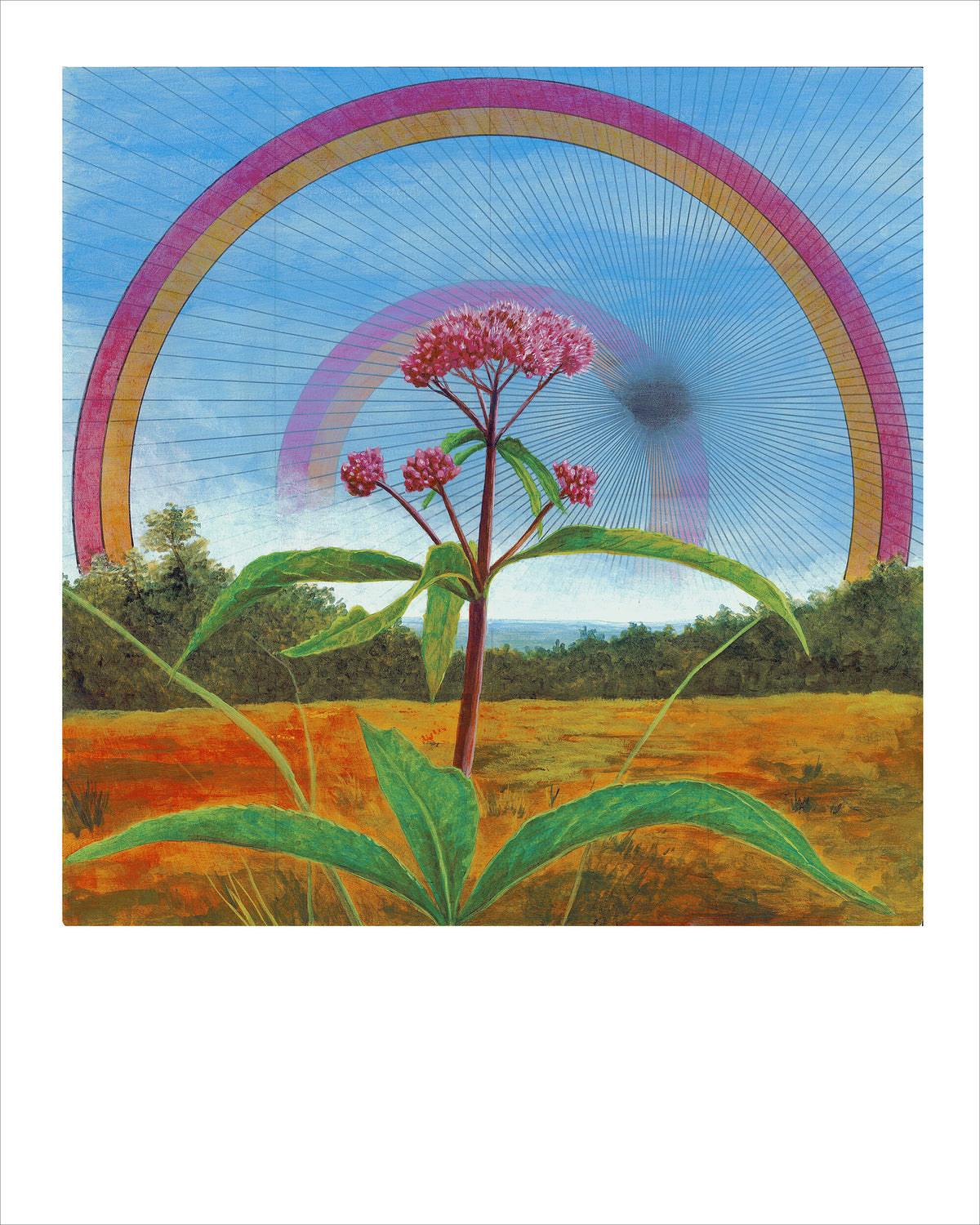 Fine art print of Spotted Joe Pye Weed by Hudson Valley Seed Co., showcasing vibrant botanical illustration of the flowering plant.