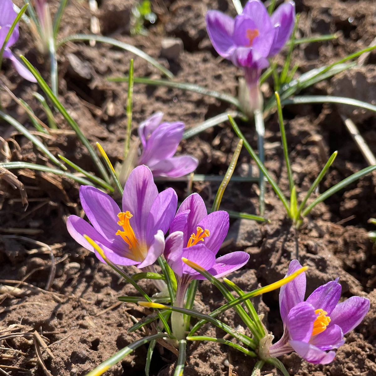 Close-up of Crocus minimus &