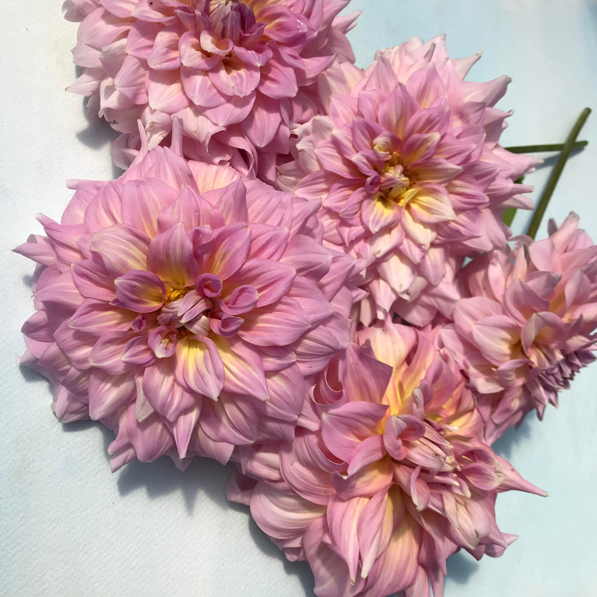 Bright pink and white strawberry ice dahlia flower tuber from Hudson Valley Seed Co. with vibrant petals and lush green leaves.