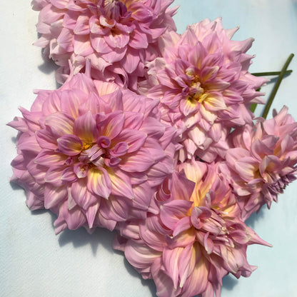 Bright pink and white strawberry ice dahlia flower tuber from Hudson Valley Seed Co. with vibrant petals and lush green leaves.
