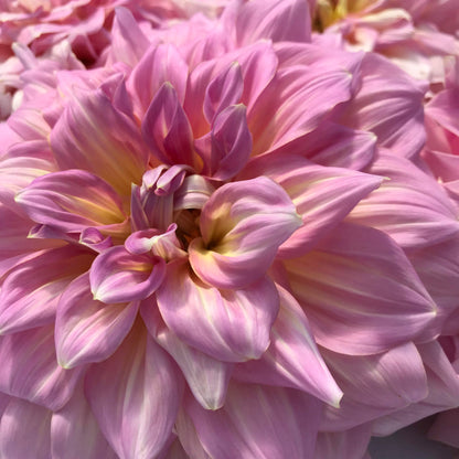 Bright pink strawberry ice dahlia flower tuber from Hudson Valley Seed Co. with layered petals and vibrant color.