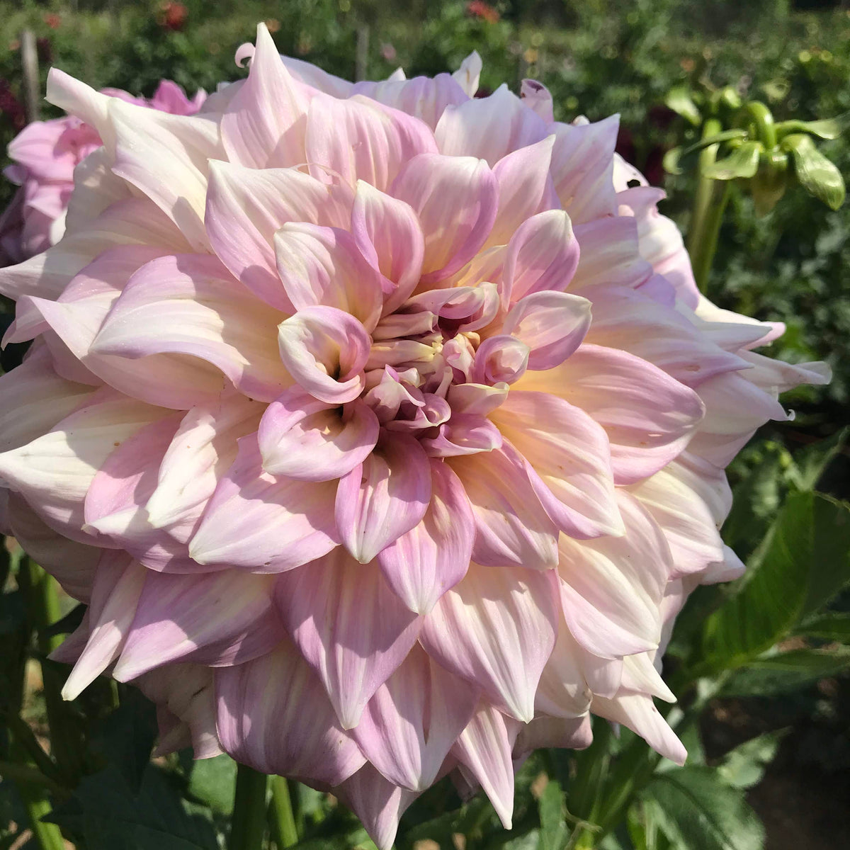 Bright pink and white strawberry ice dahlia flower tuber from Hudson Valley Seed Co. showcasing vibrant petals and lush foliage.