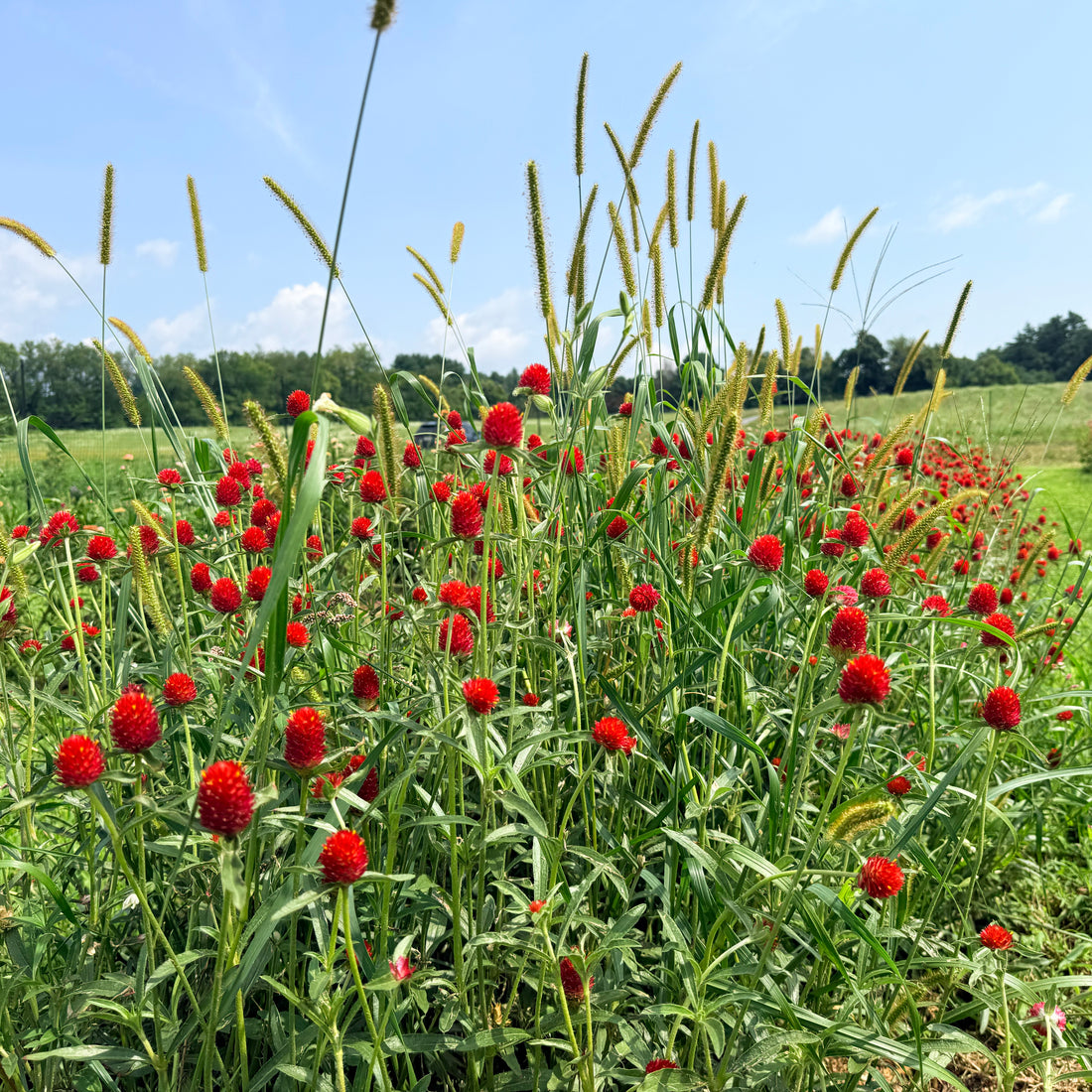 Bright pink Strawberry Fields Gomphrena flowers with round blooms, cultivated by Hudson Valley Seed Co.