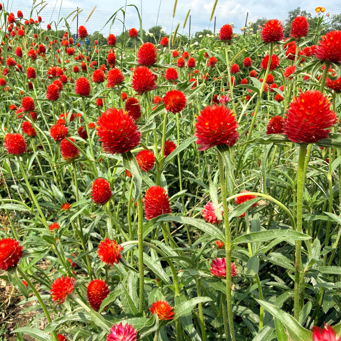 Bright pink Strawberry Fields Gomphrena flowers from Hudson Valley Seed Co. with round, clumping flower heads and green foliage.