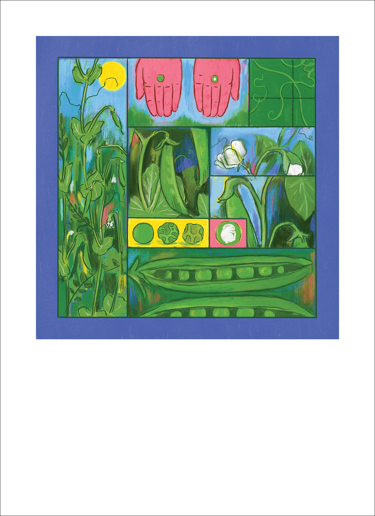 Signed sugar snap pea art print by Hudson Valley Seed Co., featuring detailed botanical illustration of fresh sugar snap peas.