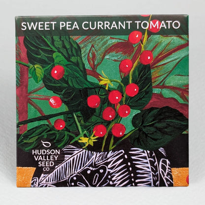 Sweet Pea Currant Tomato seedlings from Hudson Valley Seed Co. displayed against a gray background, showcasing healthy young vegetable plants.