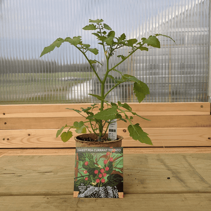 Healthy Sweet Pea Currant tomato seedling from Hudson Valley Seed Co. with vibrant green leaves and sturdy stem.