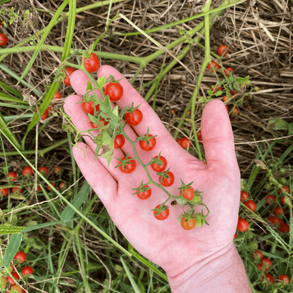 Sweet Pea Currant Tomato seedlings from Hudson Valley Seed Co., young vegetable plants ready for planting.