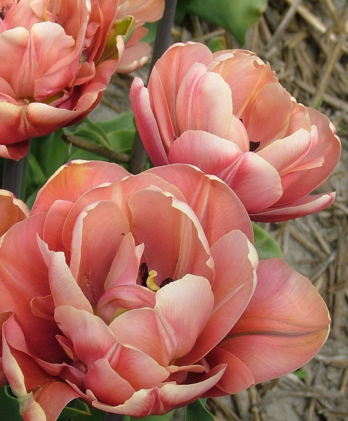 Bright tulip flower labeled &