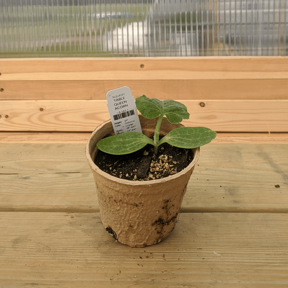 Hudson Valley Seed Co. Table Queen acorn squash seedling in a nursery pot, ready for planting in vegetable garden.