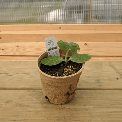 Hudson Valley Seed Co. Table Queen acorn squash seedling in a nursery pot, ready for planting in vegetable garden.