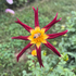 Bright Tahoma Moonshot Dahlia flower tuber from Hudson Valley Seed Co., showcasing vibrant petals and lush green foliage.