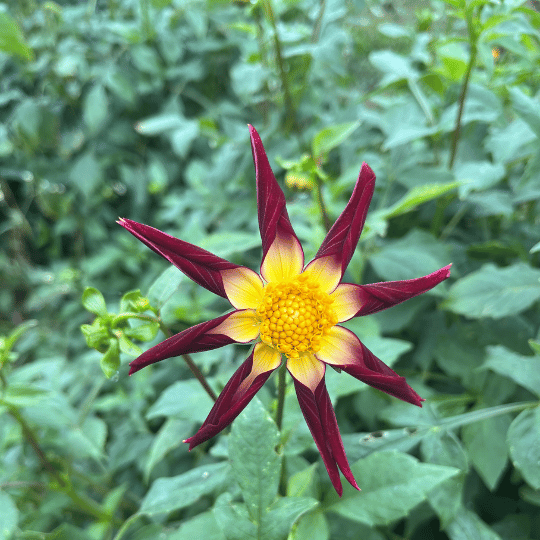 Bright Tahoma Moonshot Dahlia flower tuber from Hudson Valley Seed Co. with vibrant petals and healthy green foliage.