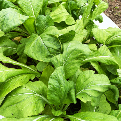 Fresh Tendergreen Komatsuna leafy vegetables from Hudson Valley Seed Co., showcasing vibrant green leaves and tender stems.