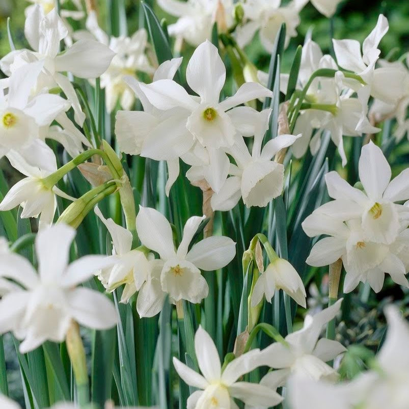 Bright yellow Narcissus &