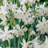 Bright yellow Narcissus &
