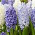 Mixed Hyacinthus Orientalis &