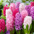 Close-up of Hyacinthus Orientalis &