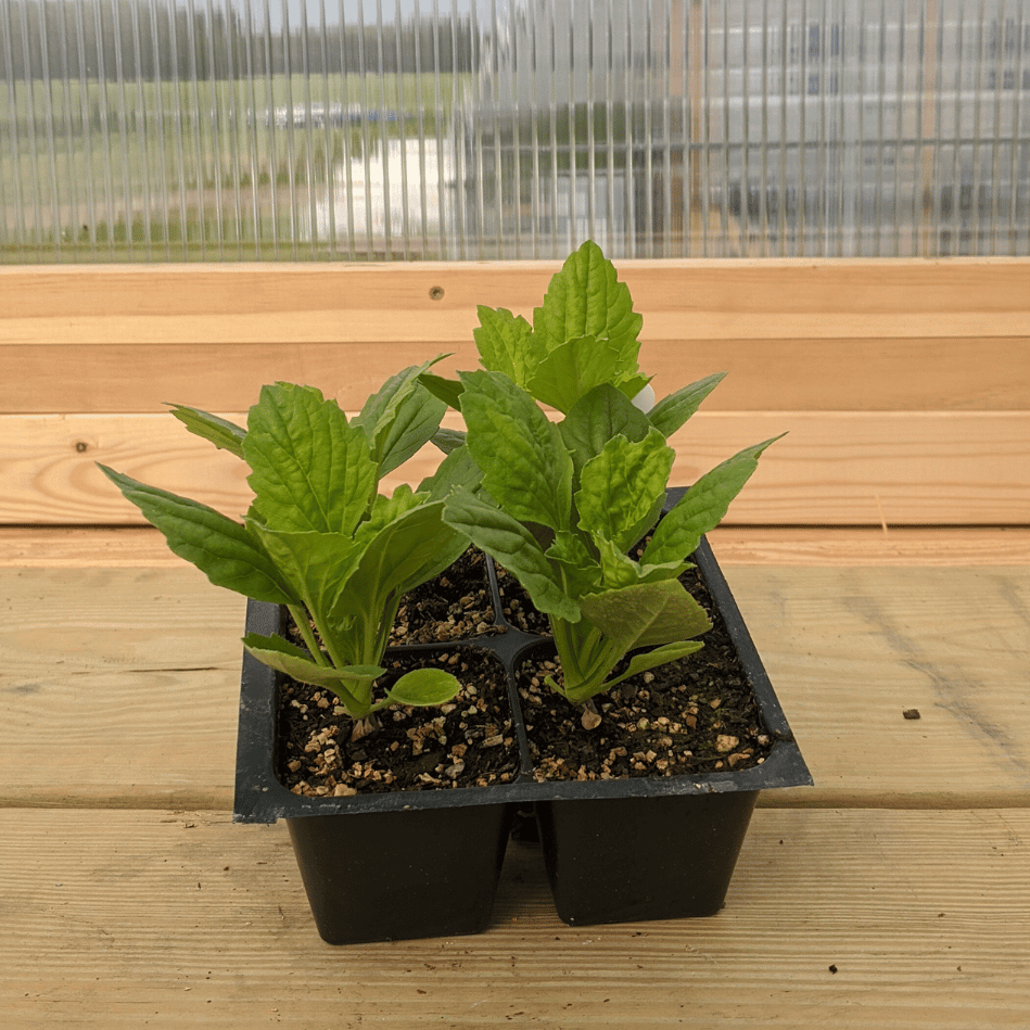 Young Tiger Paw Aster flower seedlings from Hudson Valley Seed Co. with vibrant green leaves and developing flower buds.