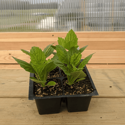Young Tiger Paw Aster flower seedlings from Hudson Valley Seed Co. with vibrant green leaves and developing flower buds.