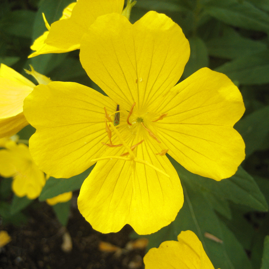 Bright yellow Evening Primrose flowers by Tina James, showcasing vibrant blooms with delicate petals, from Hudson Valley Seed Co.