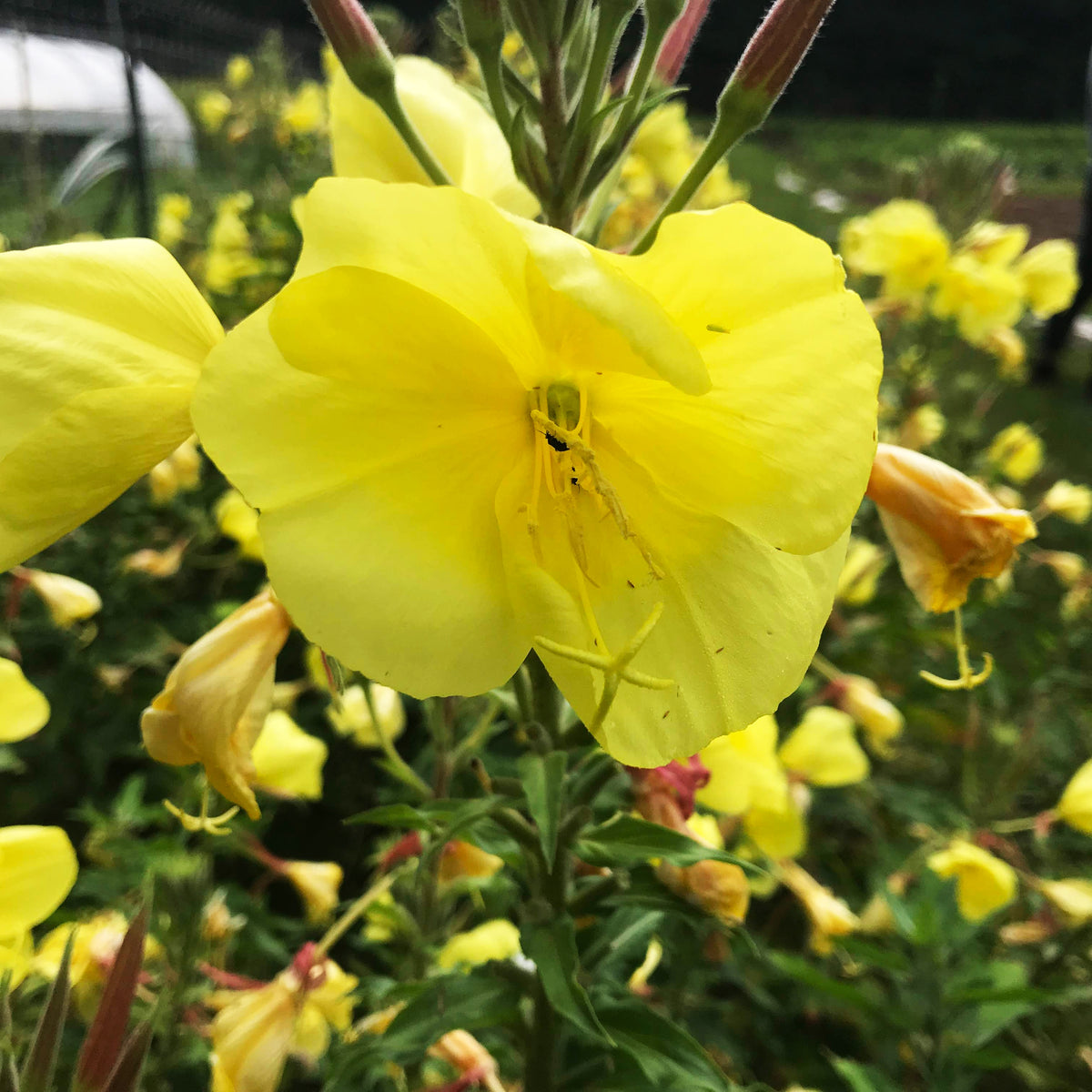Colorful flowering evening primrose plant by Tina James, grown by Hudson Valley Seed Co., showcasing vibrant yellow blossoms.