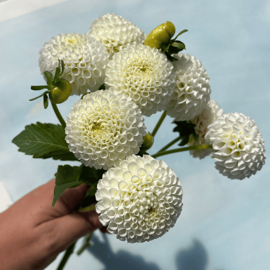 Tiny Treasure Dahlia flower tuber from Hudson Valley Seed Co. showing vibrant, small dahlia blooms with green foliage.