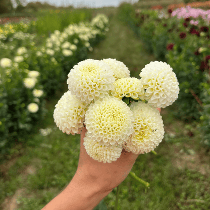 Tiny Treasure Dahlia flower tuber from Hudson Valley Seed Co. with vibrant petals, ready for planting in a garden.